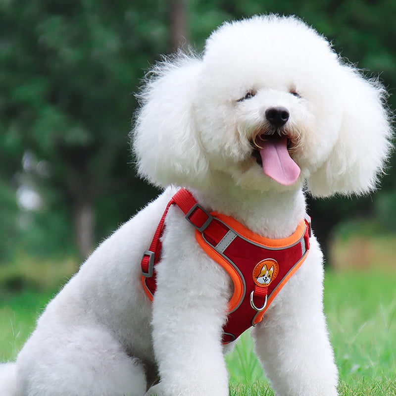 Coleira Guia para Cachorro